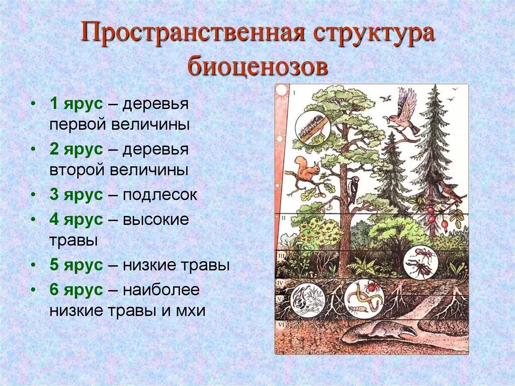 Каком природном сообществе наибольшее число надземных ярусов. Пространственная структура биоценоза ярусность. Ярусная структура биоценоза. Пространственная структура экосистемы ярусность. Пространственная структура ярусность.