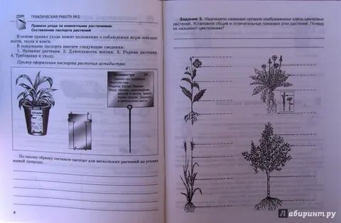 Растения 4 класс естествознание