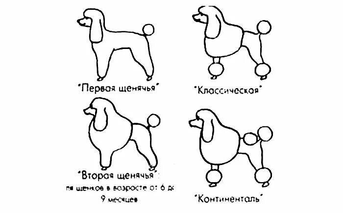 Строение карликового пуделя. Схема стрижки пуделя Скандинавский Лев. Схема стрижки пуделя Модерн. Схема стрижки пуделя Континенталь. Схема пуделя