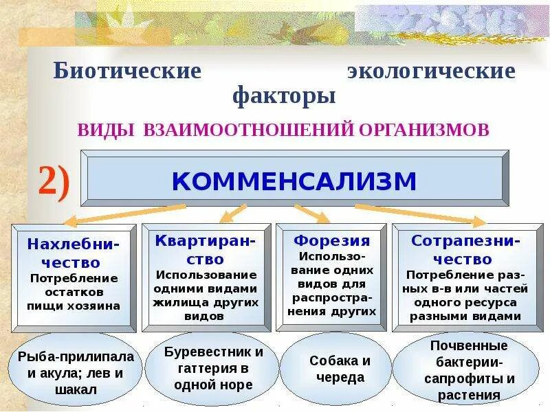 Биотические связи в природе таблица. Биотические взаимодействия. Биотические взаимоотношения. Типы экологических взаимоотношений. Биотические взаимодействия организмов.