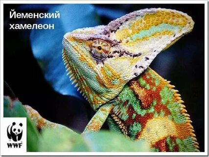 Хамелеон 3 класс