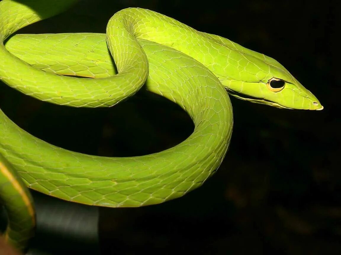 Какие были 1 змеи. Японский полоз Elaphe japonica. Змея Аспид зеленый. Длиннорылая плетевидка. Лучистая змея Xenopeltis Unicolor.
