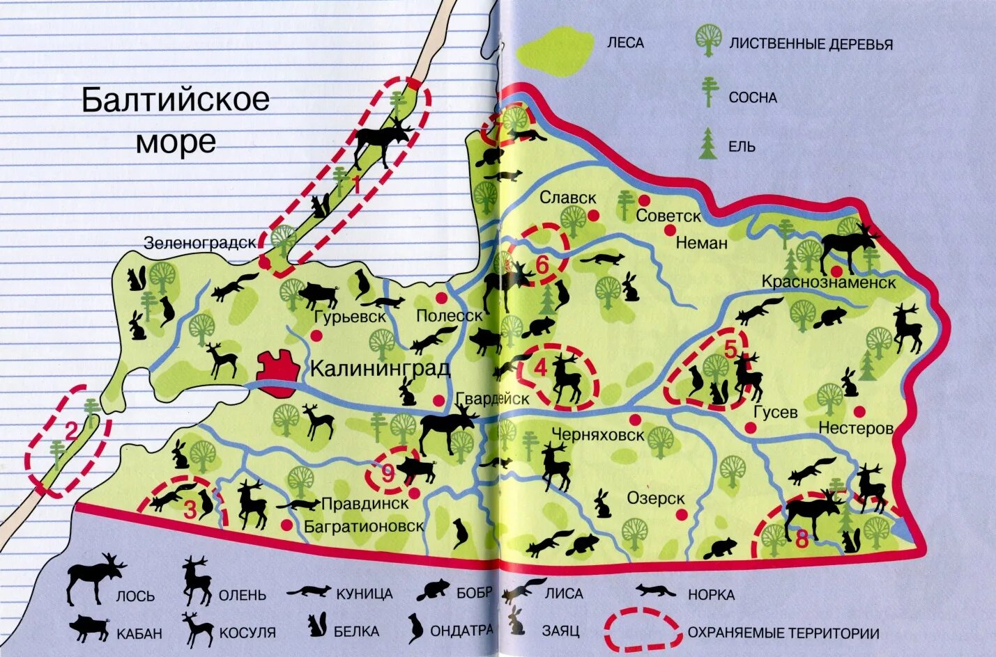 Калининград какая территория. Карта Калининградской области животный и растительный мир. Карта лесов Калининградской области. Леса Калининградской области карта. Природные ресурсы Калининградской области карта.