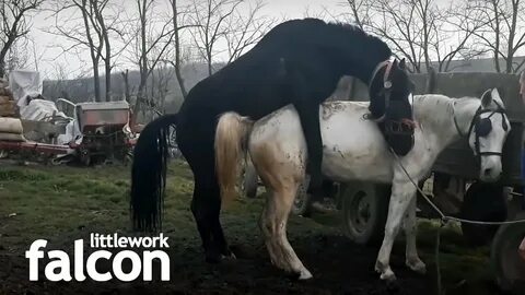 Horse mating 🐎 parenje konja - YouTube.