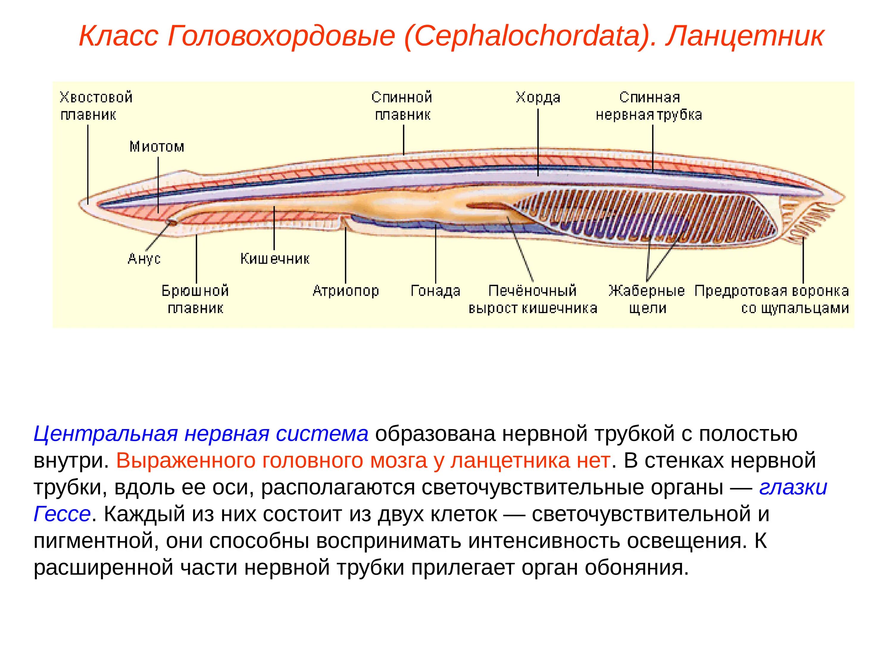 Строение нервной системы ланцетника. Тип Хордовые нервная система ланцетника. Строение внутреннего строения ланцетника. Класс Головохордовые нервная система.