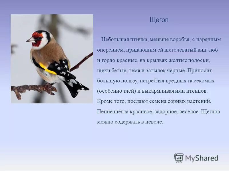 разбор слова щегол.