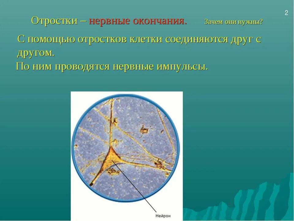 Двигательное нервное окончание моторная бляшка. Нервные окончания. Моторная бляшка гистология. Классификация рецепторных нервных окончаний. Двигательные окончания.