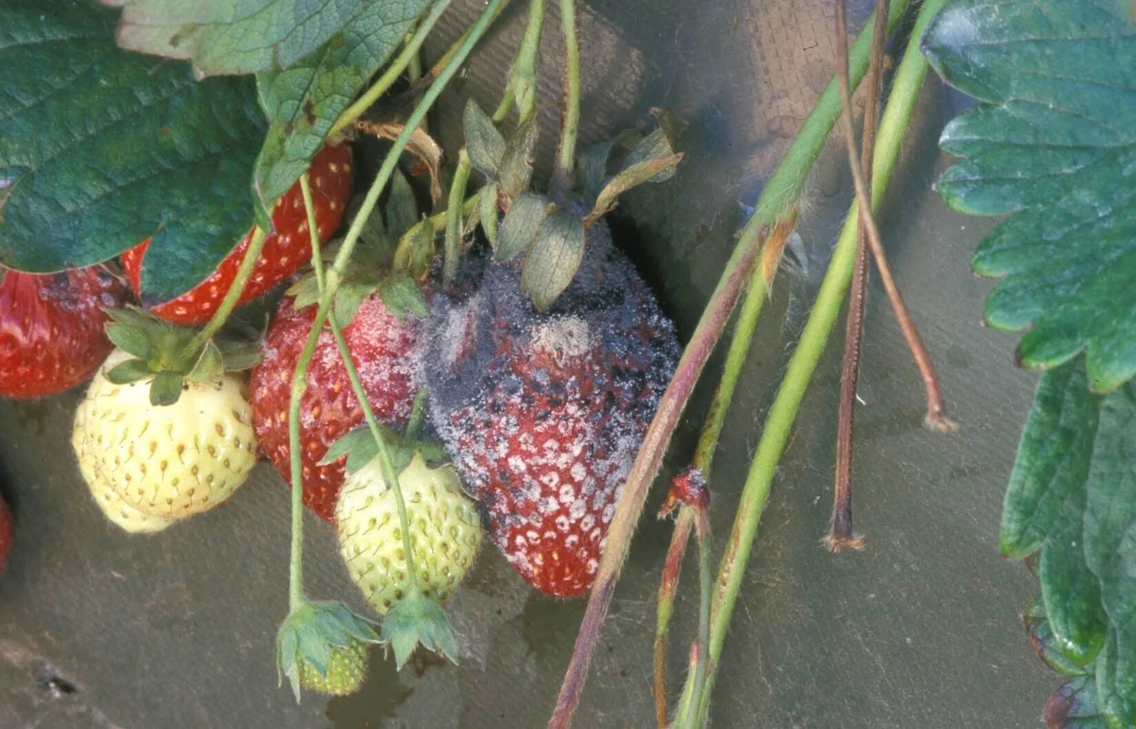 Земляника гниет. Botrytis cinerea клубники. Серая гниль на клубнике. Земляника гниет. Серая гниль на клубнике.