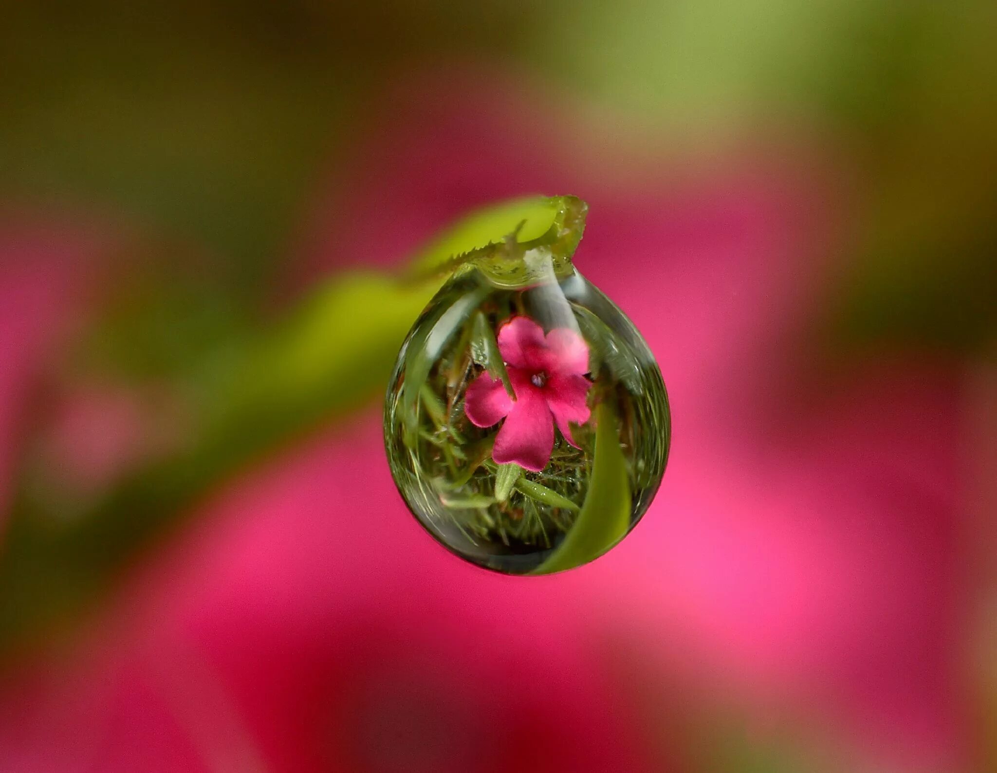 Drop flowers. Цветы Макросъемка. Макросъемка природа. Капельки на цветах. Капли росы.