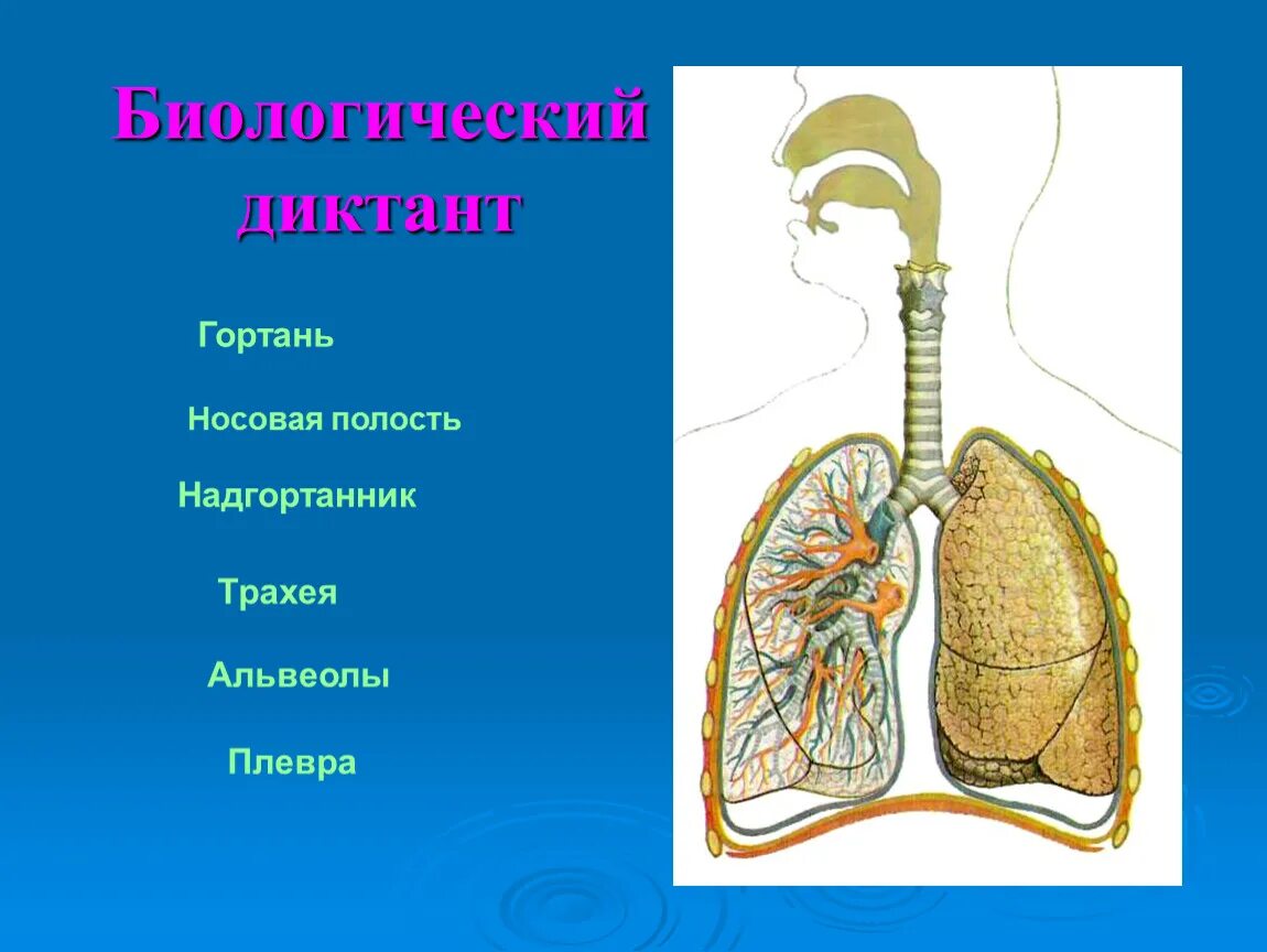 Легкие 8 класс кратко. Дыхательная система органов дыхания 8 класс. Дыхательная система человека трахея и бронхи. Дыхательная система трахея анатомия. Органы дыхания бронхи легкие и трахея.