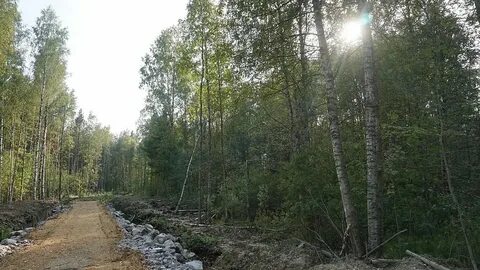 Токсово гагарина 22 лесничество