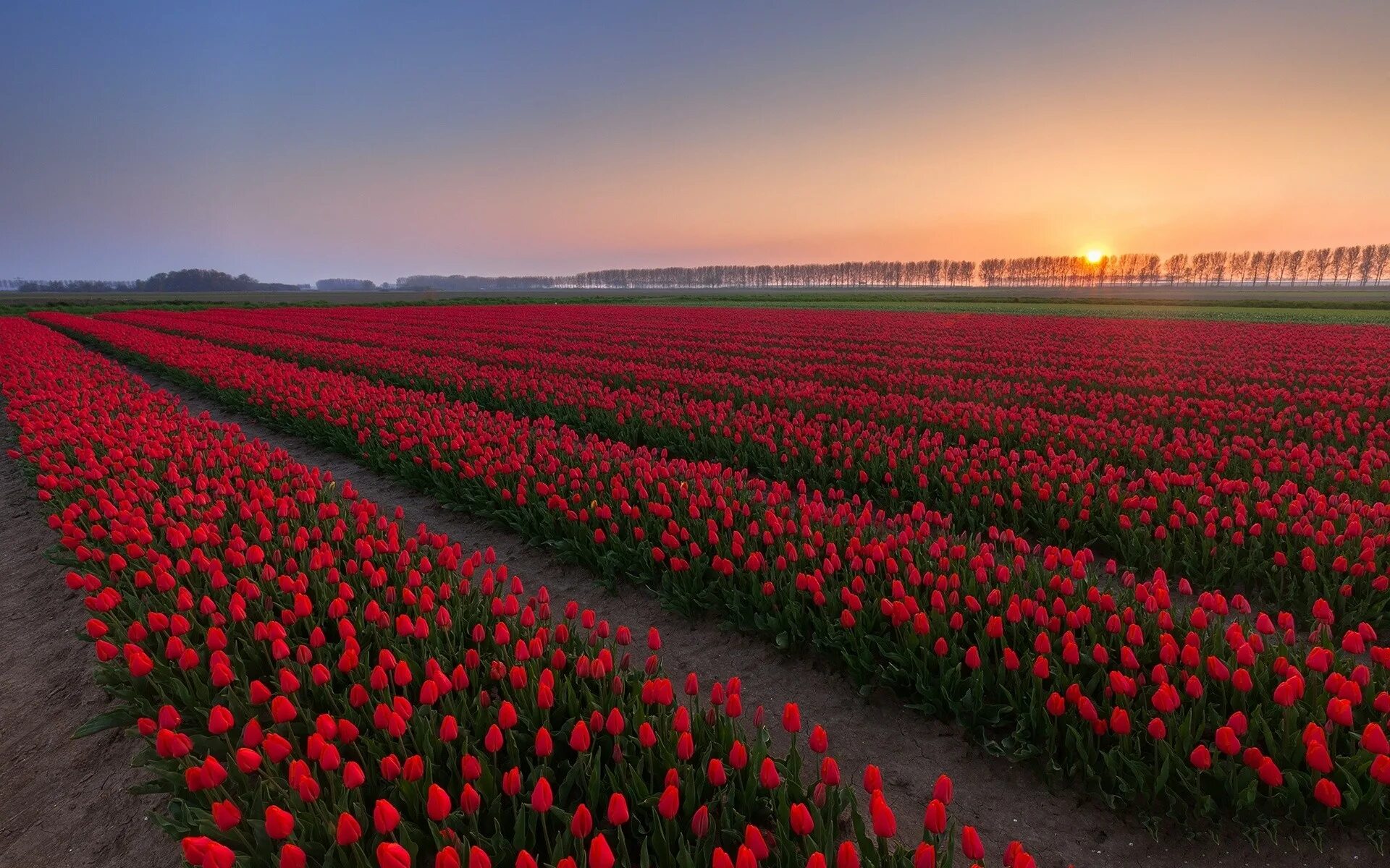 Где тюльпановые поля. Поле тюльпанов. Поля тюльпанов в Голландии. Поле роз. Поле красных тюльпанов.