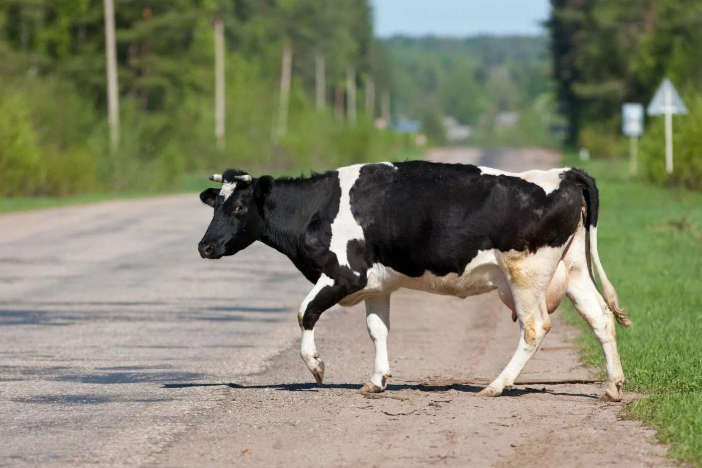 Корова идет. Корова на дороге. Скот на дороге. Корова стоит.