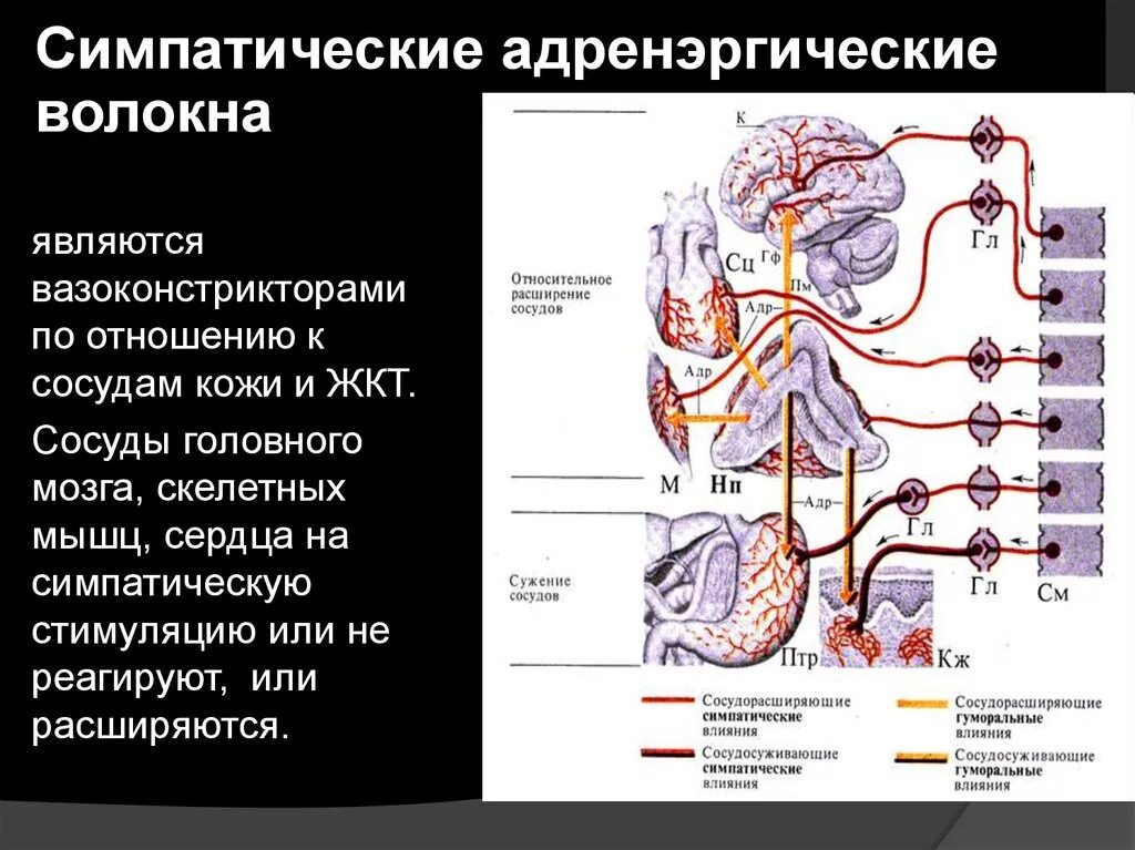 Симпатические адренергические сосудосуживающие волокна. Сигматические волокна. Преганглионарными волокнами симпатической нервной системы. Сосуды скелетных мышц симпатическая и парасимпатическая. Сужение сосудов нервная система