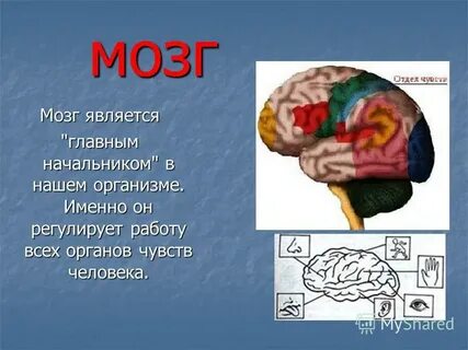 Мозг органы чувств
