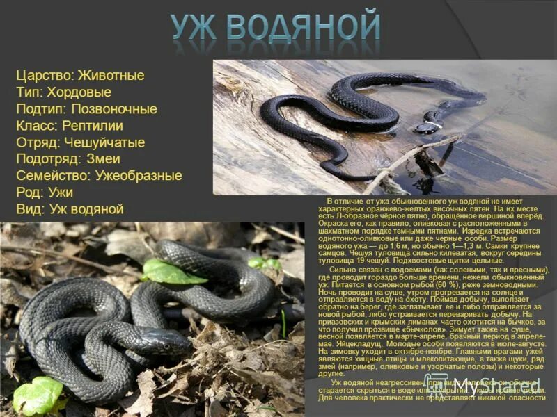 водяной уж дышит. чем дышит уж. гадюка лесная. королевский питон клоака. анатомия ужа обыкновенного.