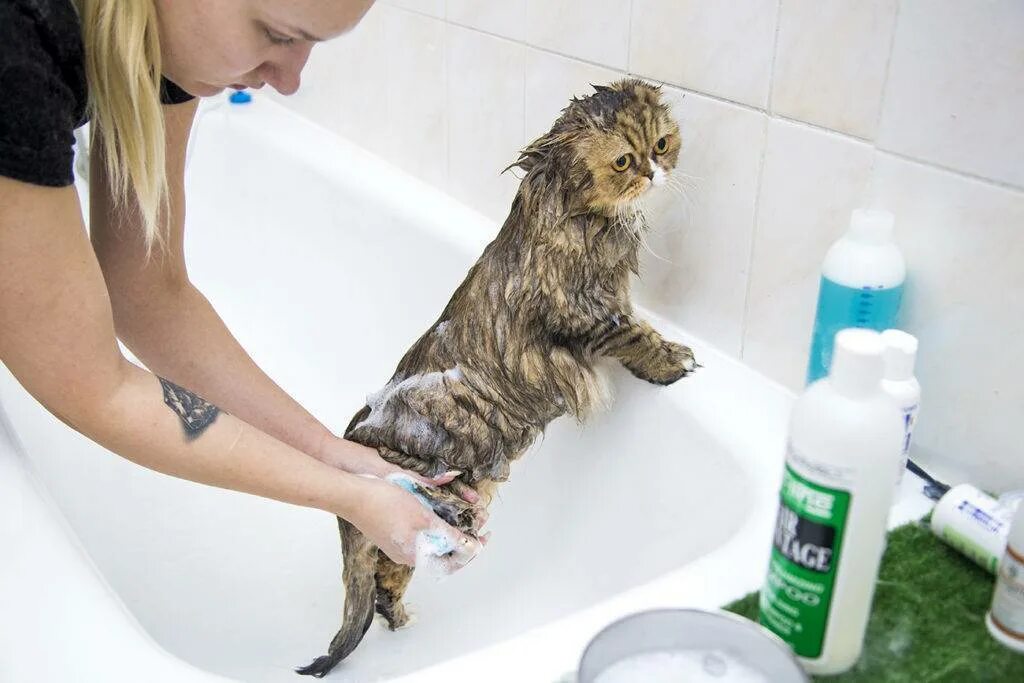 После мытья кошки. Мытье кошки. Помытая кошка. Кошку моют. Кота купают.