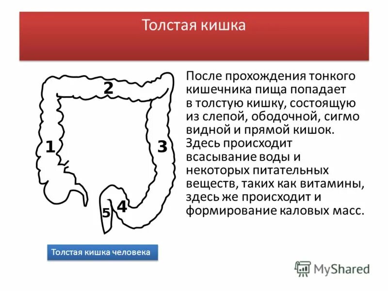 Как пройти толстую кишку