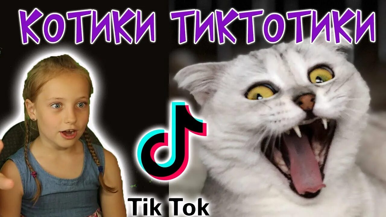 Тик ток про кошек. Котики тик ток. Кот из тик тока. Котыиз тктока. Известные коты тик ток.