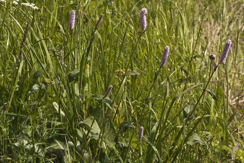 Змеевик большой. Горец змеиный (Polygonum bistorta). Bistorta змеевик. Bistorta officinalis. Bistorta Major.