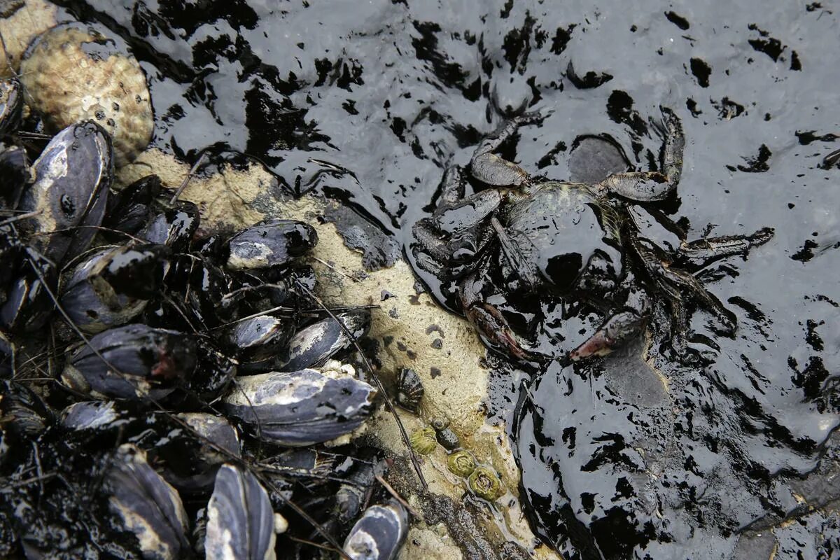 В воде гибнут. Разлив нефти в Санта Барбаре. Загрязнение мирового океана разлив нефти. Экологическая катастрофа разлив нефти. Загрязнение океана разливы нефти.