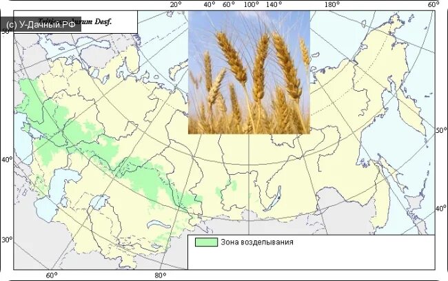 Районы выращивания на карте. Ареал произрастания Яровой пшеницы. Пшеница озимая и Яровая на карте РФ. Ареал пшеницы в России. Ареалы распространения пшеницы в России.