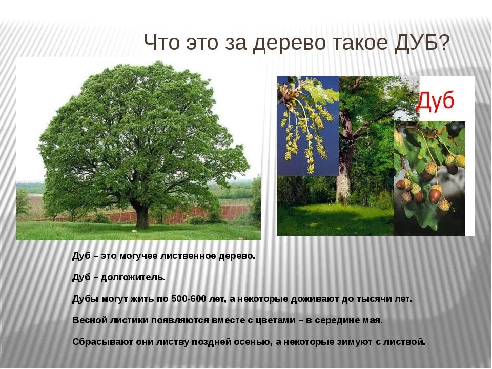 Дерево окружающий. Паспорт дерева дуб. Презентация про дерево дуб 2 класс. Проект на тему дерево дуб. Презентация про дуб 2 класс окружающий мир.