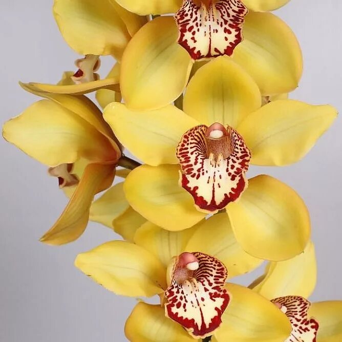 Орхидея Цимбидиум. Фаленопсис Цимбидиум. Орхидея Цимбидиум желтая. Орхидея Цимбидиум срезка.