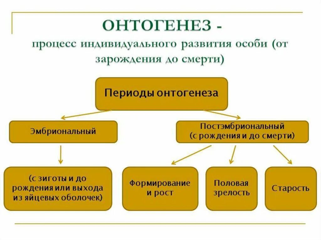 Как называется индивидуальное развитие человека. Схема индивидуального развития онтогенез. Индивидуальное развитие организма схема. Периоды онтогенеза. Онтогенез этапы развития.