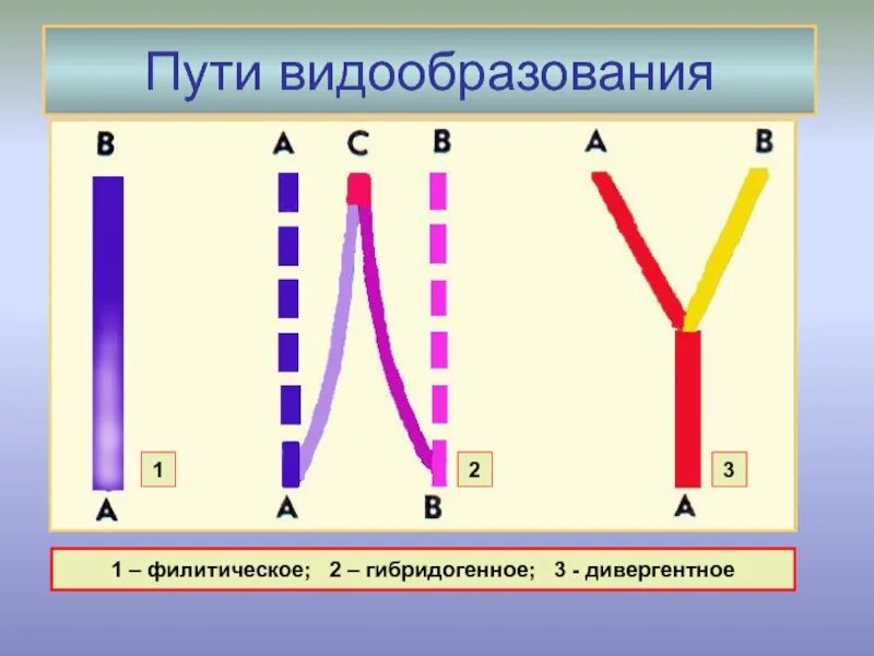 Дивергентные 3. Гибридогенное видообразование. Гибридогенное видообразование примеры. Гибридное видообразование у растений. Дивергентное видообразование.