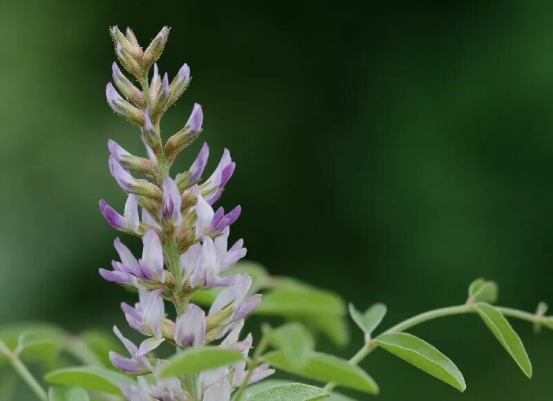 Glycyrrhiza glabra. Солодка Уральская (Glycyrrhiza uralensis). Лакрица Солодка растение. Растения Glycyrrhiza glabra.