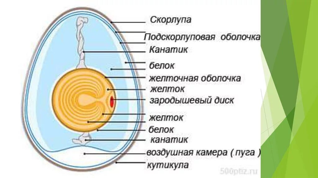 Схема строения яйца птицы. Яйцо строение биология. Внутреннее строение яйца птицы. Строение яйцеклетки куриного яйца.