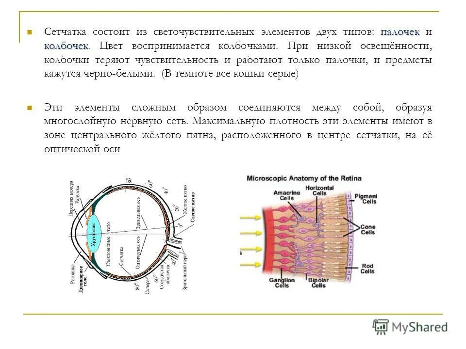 Строение глаза колбочки и палочки. В сетчатке глаза имеется палочек. Палочки и колбочки сетчатки схема. В сетчатке глаза имеется палочек. Строение глаза колбочки и палочки.