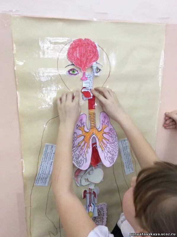 поделка органы чувств. легкие орган. макет тела человека с органами. как сделать макет органов человека. как сделать макет органов человека.