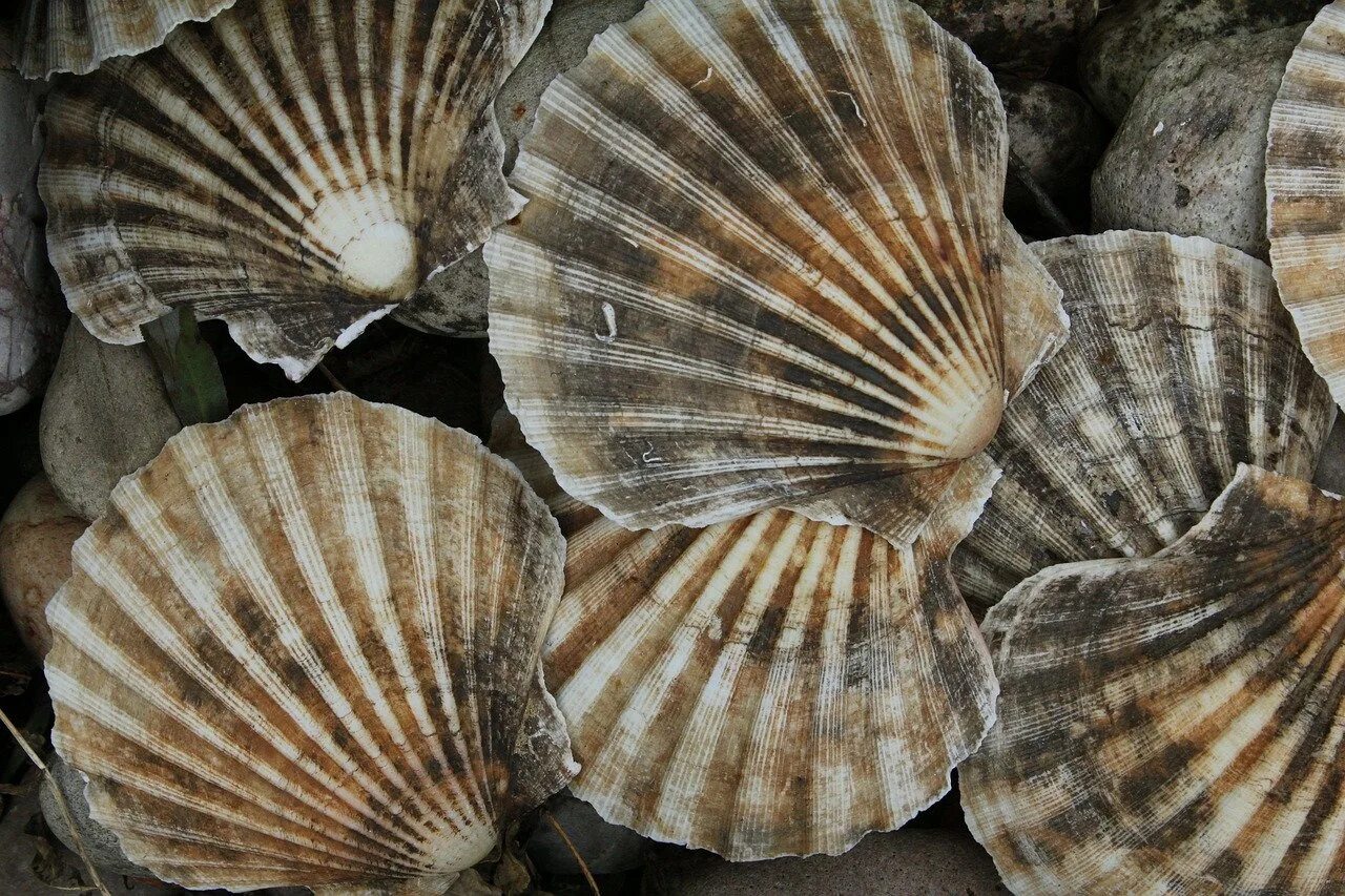 Как выглядит морской гребешок. Моллюск королевский гребешок. двустворчатые моллюски морской гребешок. королевский гребешок pecten maximus. приморский гребешок mizuhopecten yessoensis.