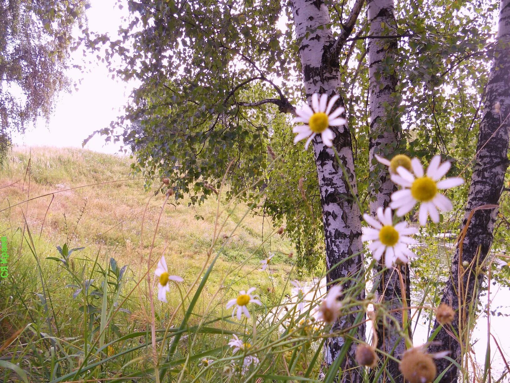 Ромашково Березовая роща. Ферапонтово березы ромашки. Природа летом. Русская природа.