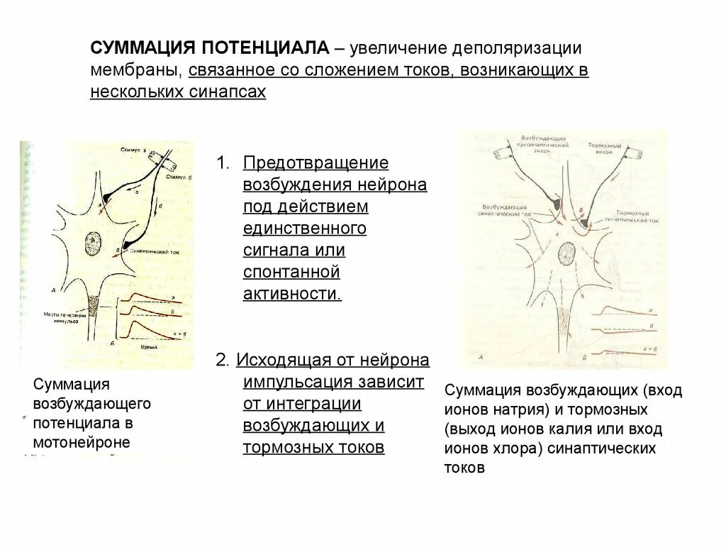 Возбудимость нейрона. Возбуждение нейрона. суммация возбуждения в цнс. суммация сигнала. деполяризация мембраны нейрона.