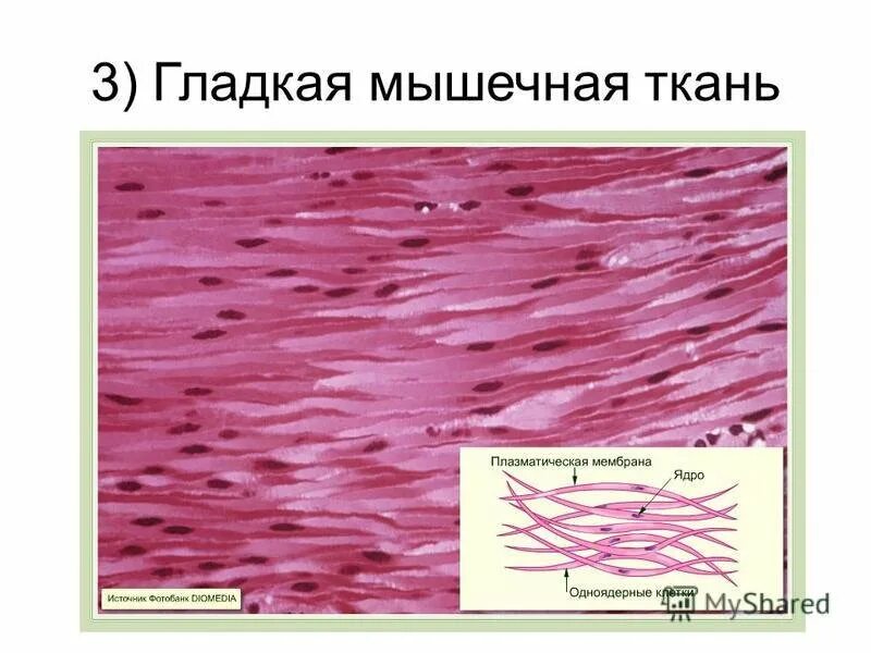 Как выглядит гладкая мышечная ткань. Поперечно полосатая мышечная ткань гистология. Клетки гладкой мышечной ткани одноядерные. Гладкомышечная ткань гистология. Строение клетки мышечной ткани.