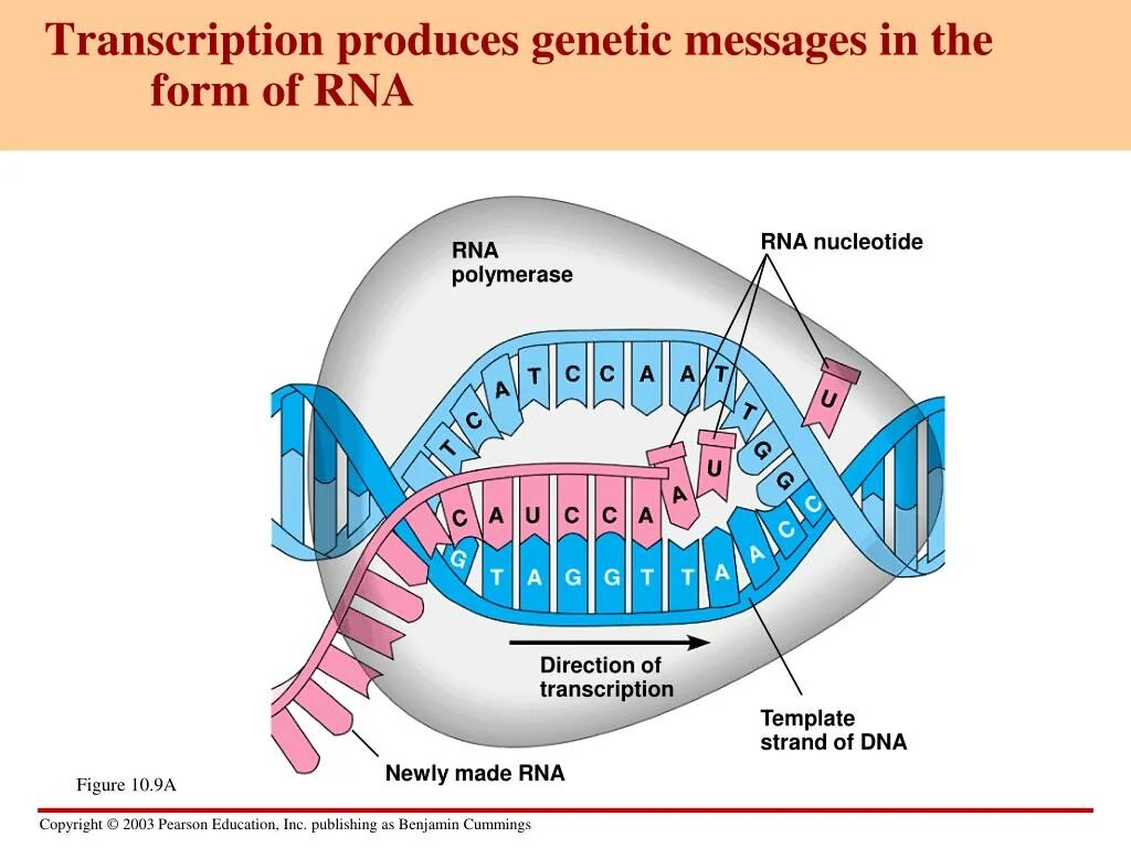 Transcription. DNA Transcription. Транскрипция РНК полимераза. Транскрипция ДНК.