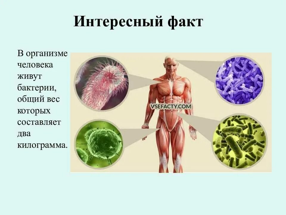 Удивительные факты о человеческом организме. Интересные факты о теле человека. Бактерии в организме человека. Интересные факты об органах человека. Факты систем органов человека