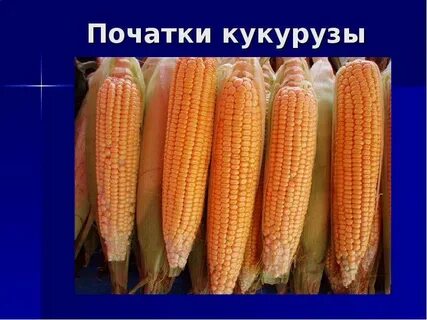 Кукуруза нового света