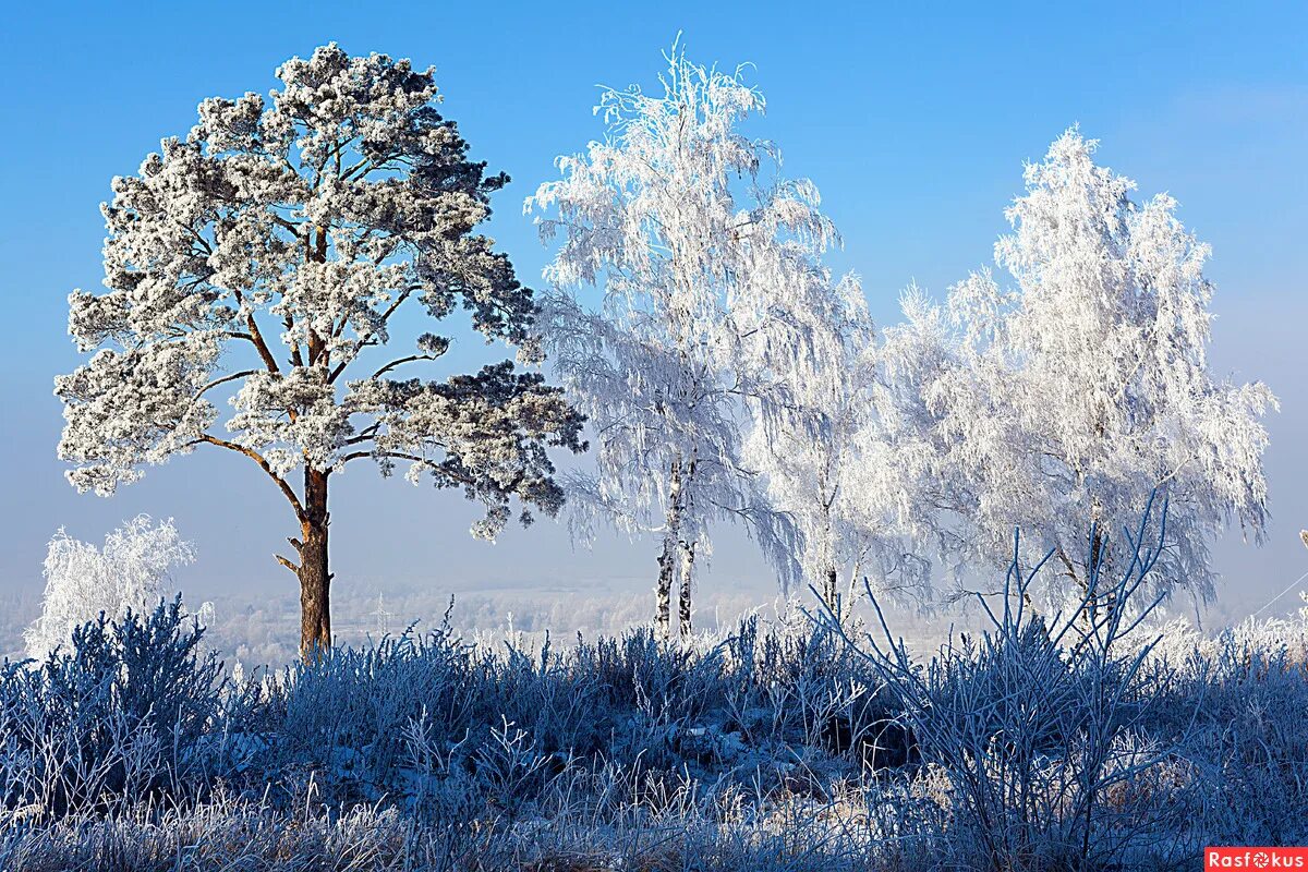 Куржевина – иней. Деревья в легком инее. Ранняя зима. Иней на деревьях. Снежные деревья.
