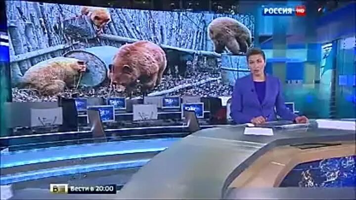 Медведь в машине. Медведь в лучегорске новости. Медведь зевает. Медведь в лучегорске новости. Медведь на дороге.