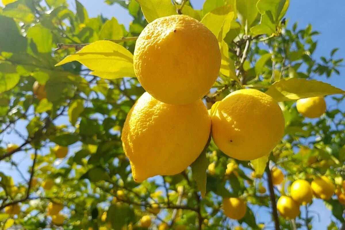 Лимон растет в россии. Лимон Узбекистан. Лимон Ташкентский. Узбекский лимон дерево. Лимон растет на дереве.