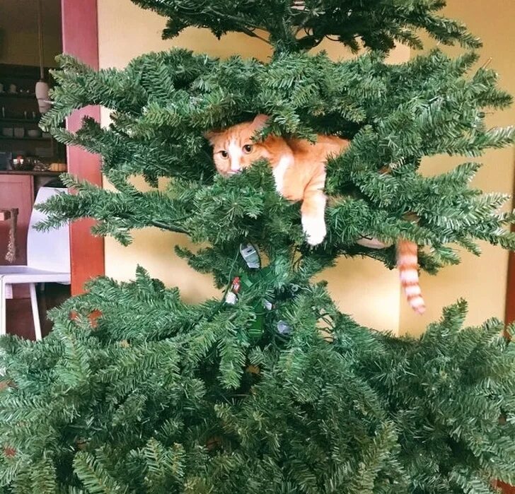Миссия выполнена кот и елка. Кошка и новогодняя елка. Мимо елок. Мимо елок. Мимо елок.