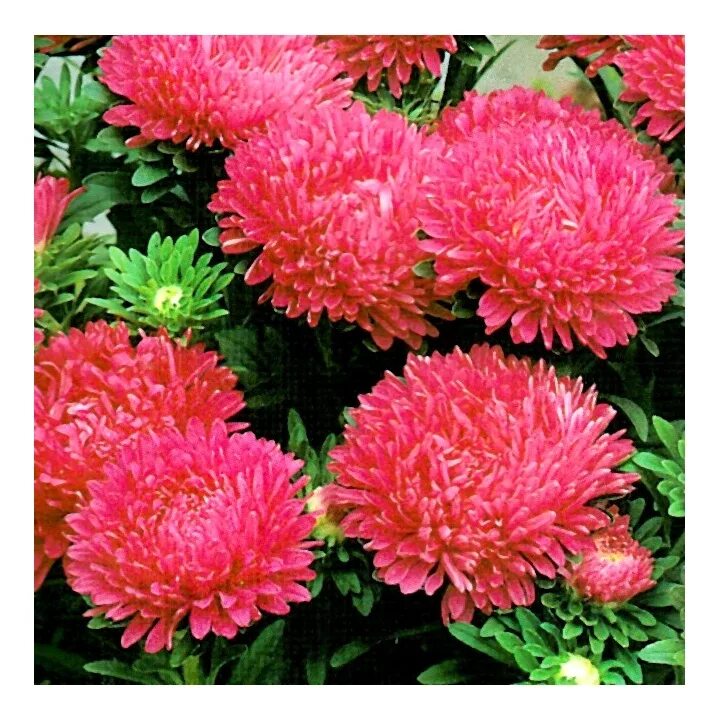 кампанула чемпион вайт. петуния мультифлора май лав оранж ред. целозия гребенчатая микс. профисад профессиональные семена. целозия гребенчатая брейниак микс.