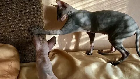 Котенок сфинкс сколько кормить