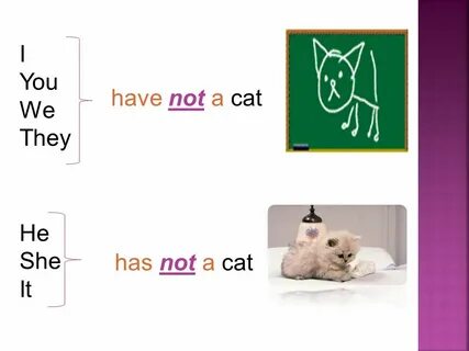 The cat he is black