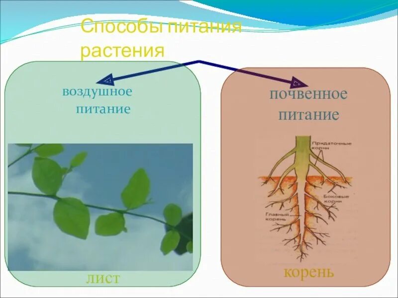 Способы питания растений. Воздушное и почвенное питание. Схема питания растений. Почвенное питание растений.