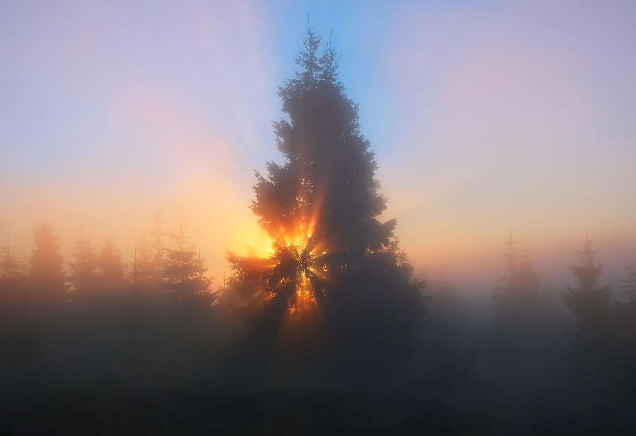 Стояло раннее утро солнце освещало верхушки. Солнце в тумане. Солнце сквозь туман. Верхушки деревьев на закате. Лес туман солнце.